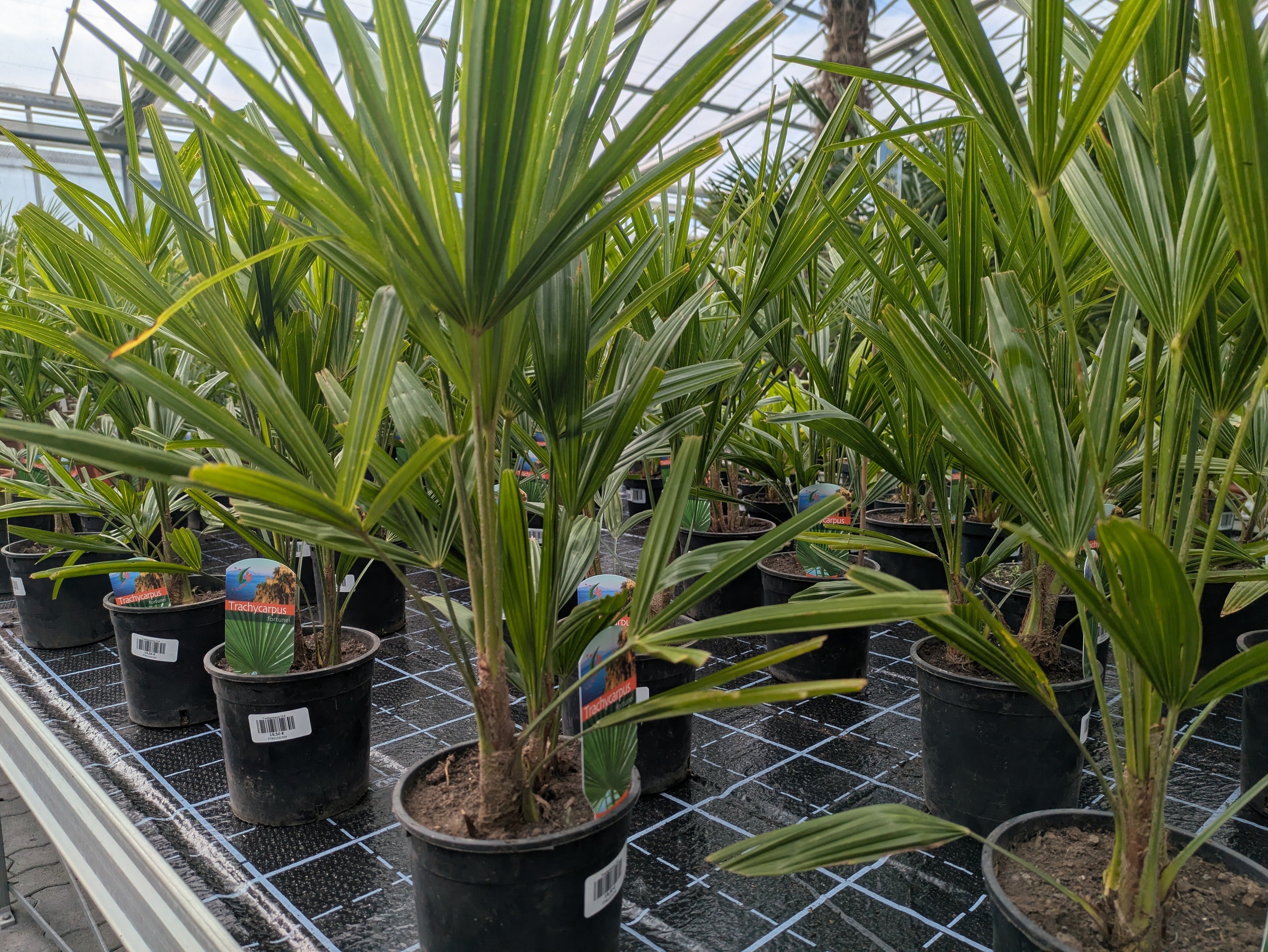 Hanfpalme, Trachycarpus fortunei 60cm