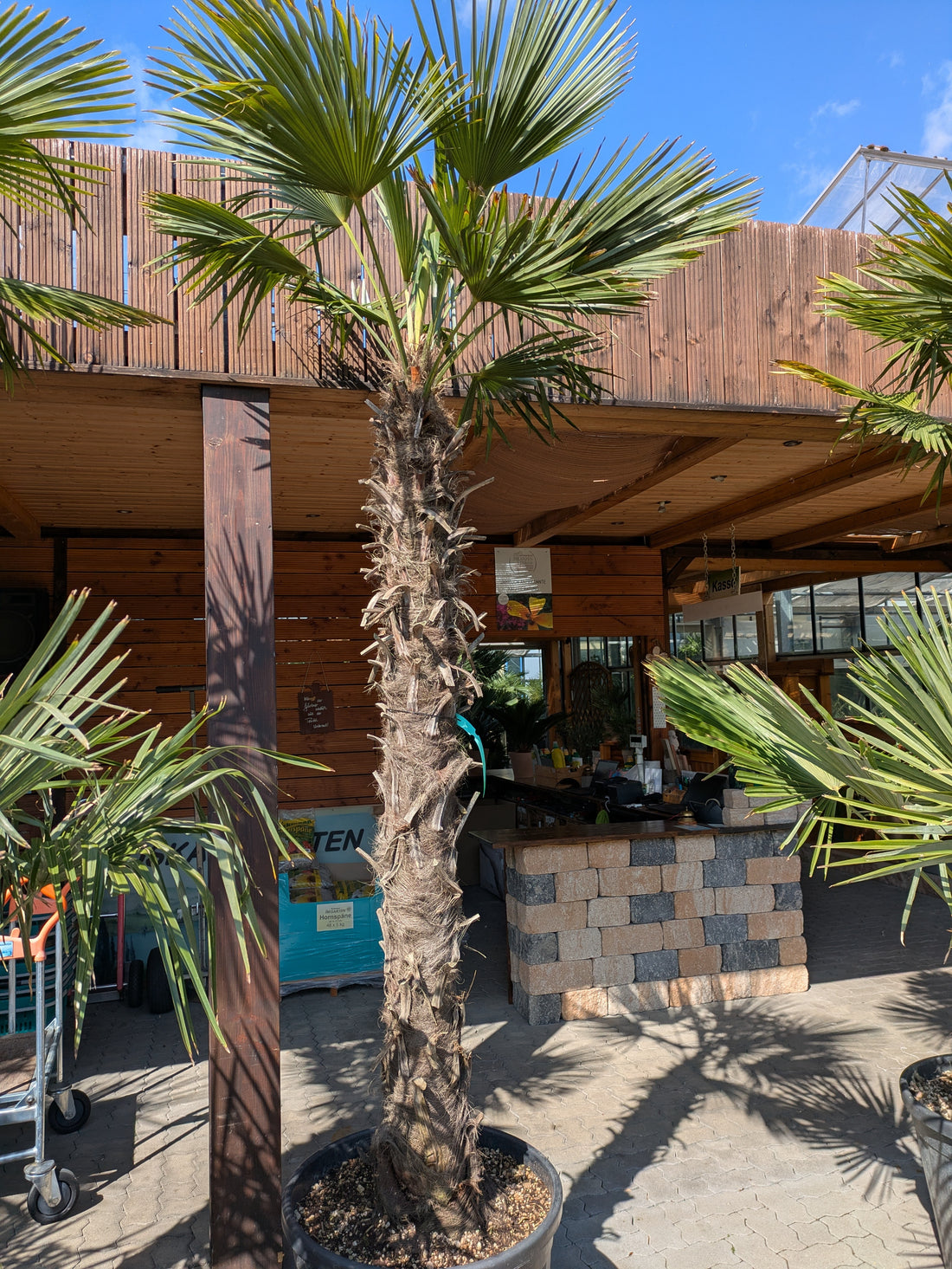 Trachycarpus fotunei 200cm Stamm im Toskanagarten