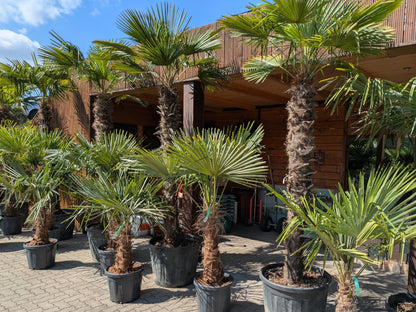 Gruppe Trachycarpus fotunei 200cm Stamm mit kleineren Hanfpalmen