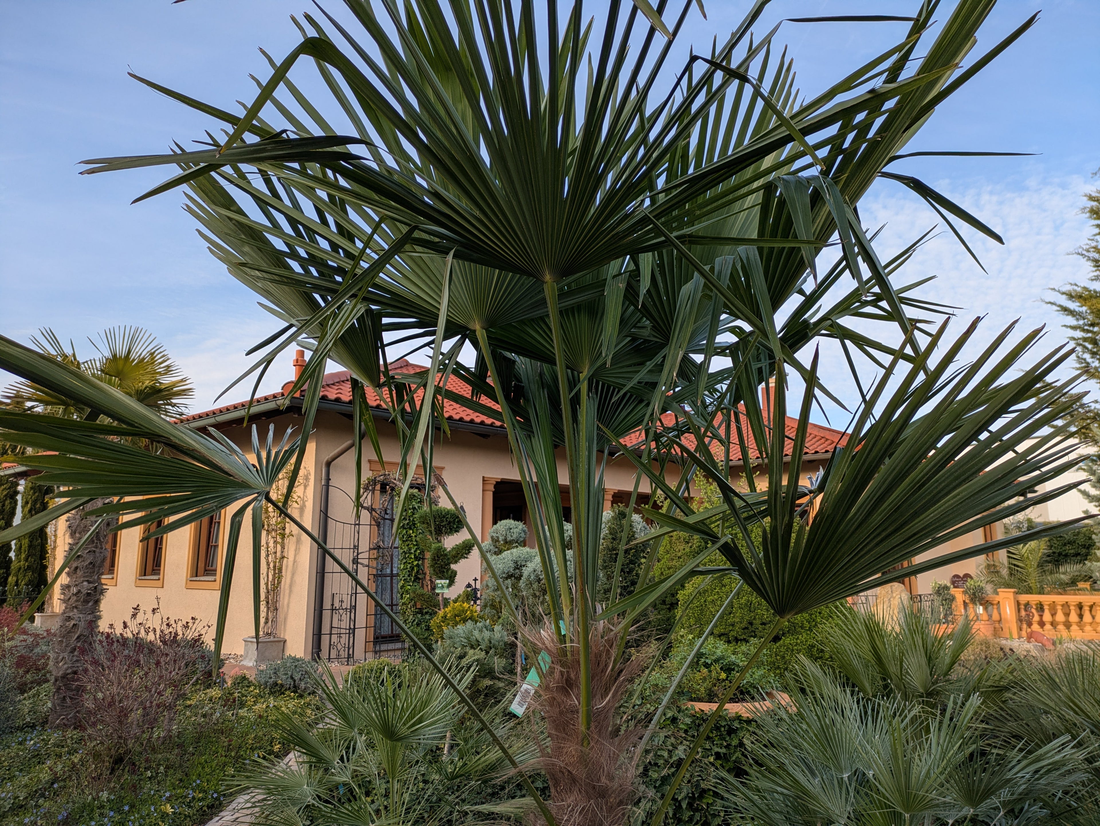 Krone der Hanfpalme 260 cm höhe