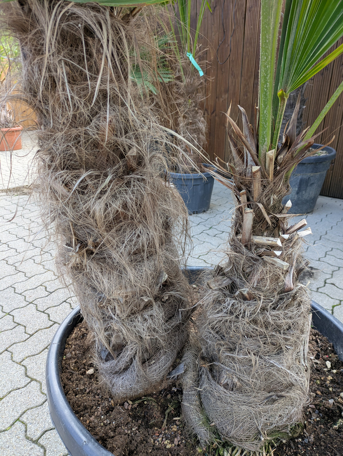 Sämme von der 2 stämmigen Hanfpalme