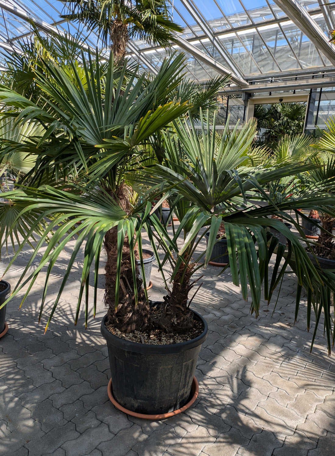 Hanfpalme 2 Stamm 40 - 80 in der Gärtnerei
