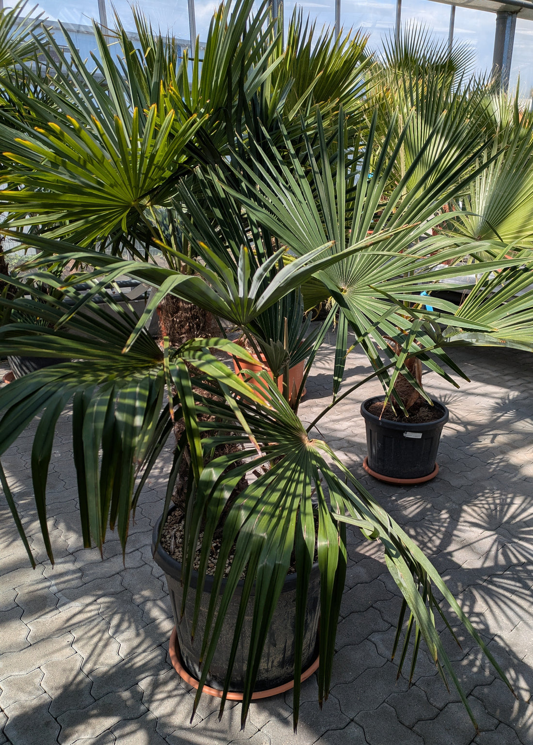 Hanfpalme 2 Stamm 40 - 80 cm  im Toskanagarten