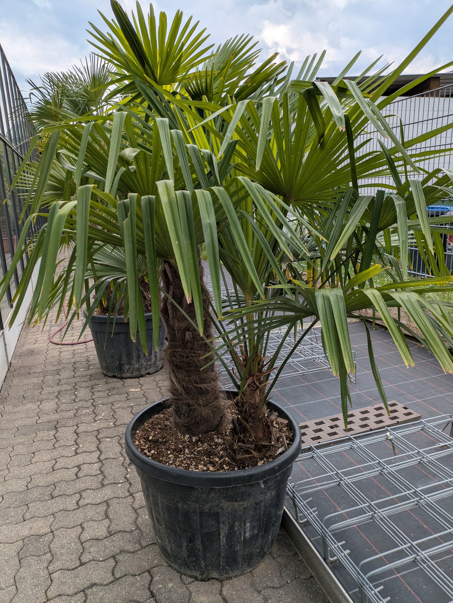 2 Stämmige Trachycarpus fortunei im Toskanagarten
