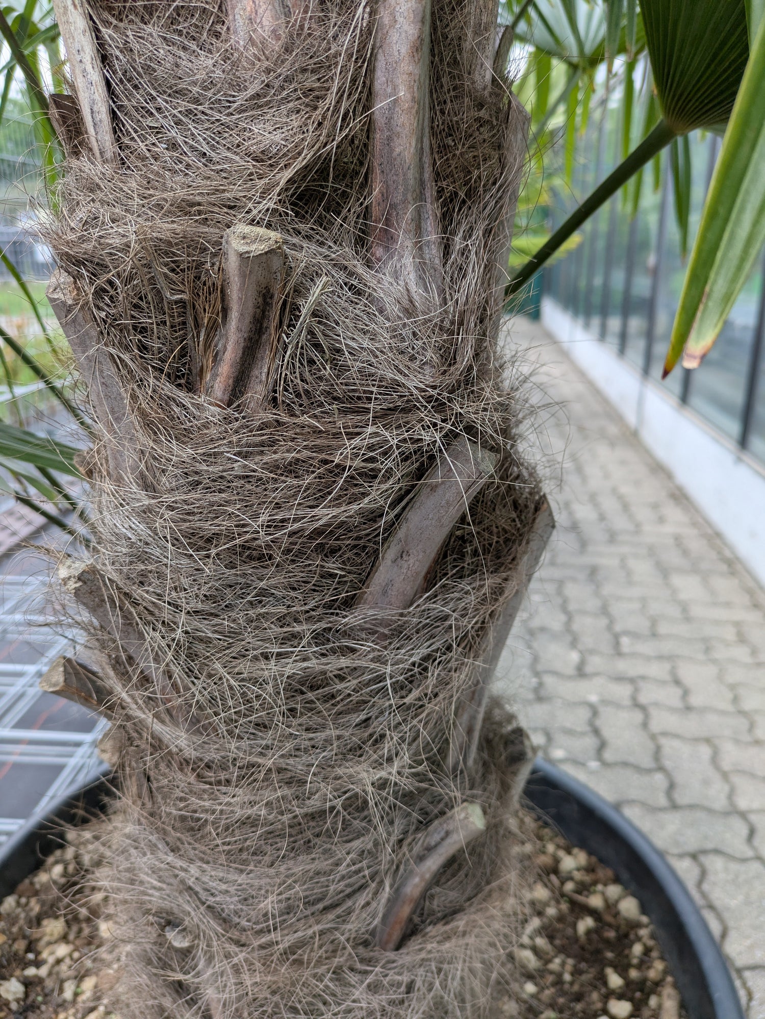 Stamm  einer 2 Stämmige Trachycarpus fortunei
