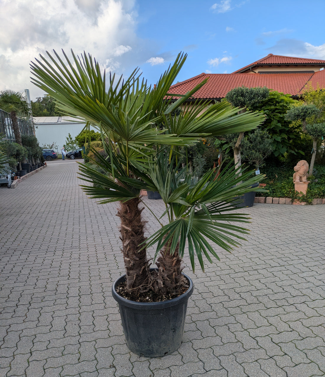 Hanfpalme Trachycarpus fortunei mit 2 Stämmen im Toskanagarten