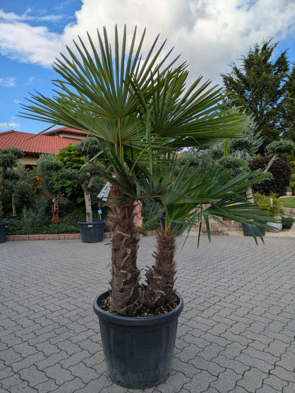 Hanfpalme Trachycarpus fortunei mit 2 Stämmen im Garten om Toskanagarten Lingenfeld