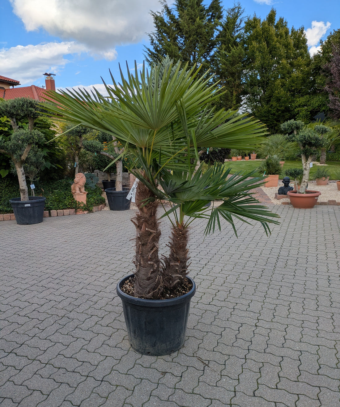 Hanfpalme Trachycarpus fortunei mit 2 Stämmen 100 und 50cm