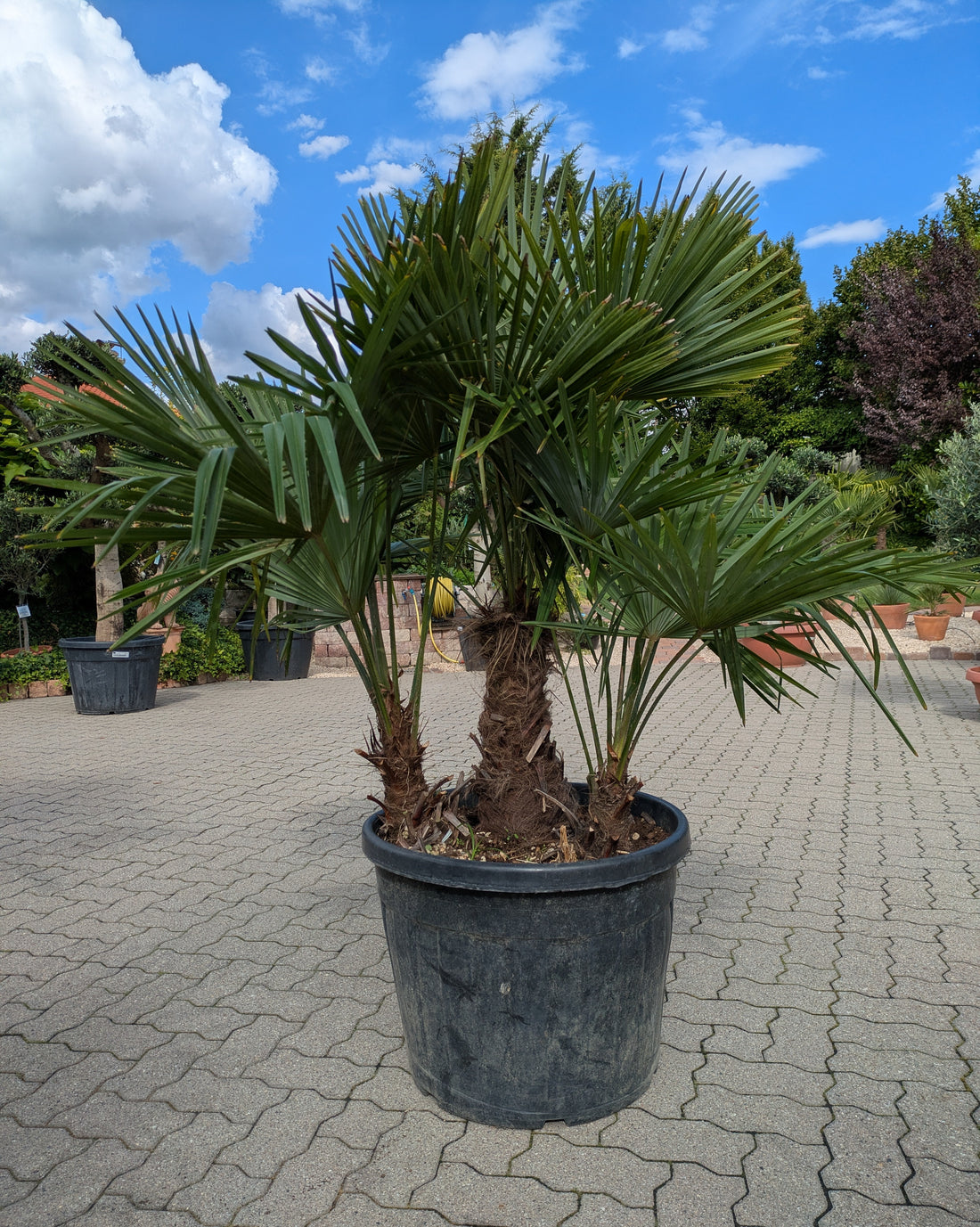 3 stämmige Hanfpalme  im Toskanagarten/Pfalz