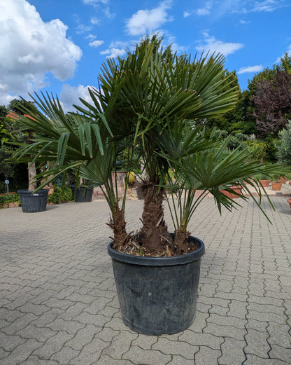 3 stämmige Hanfpalme  im Toskanagarten/Pfalz