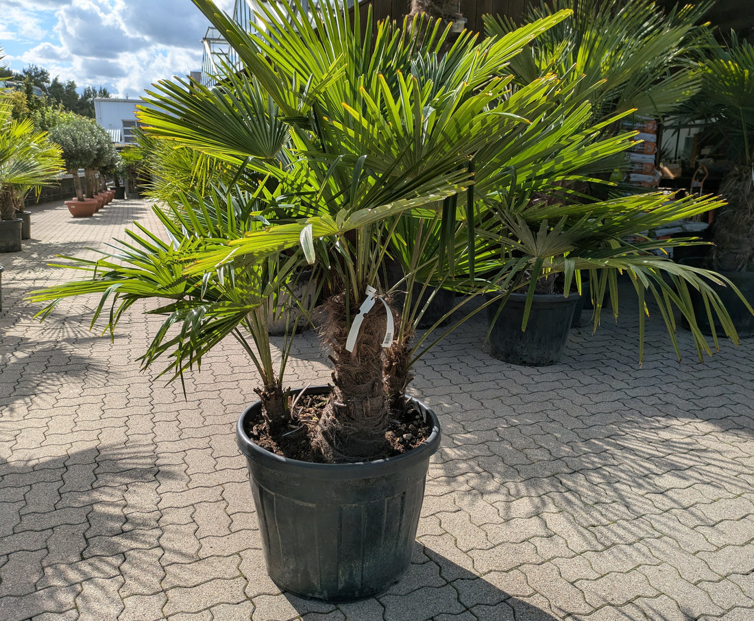 3 stämmige Hanfpalme  im Toskanagarten