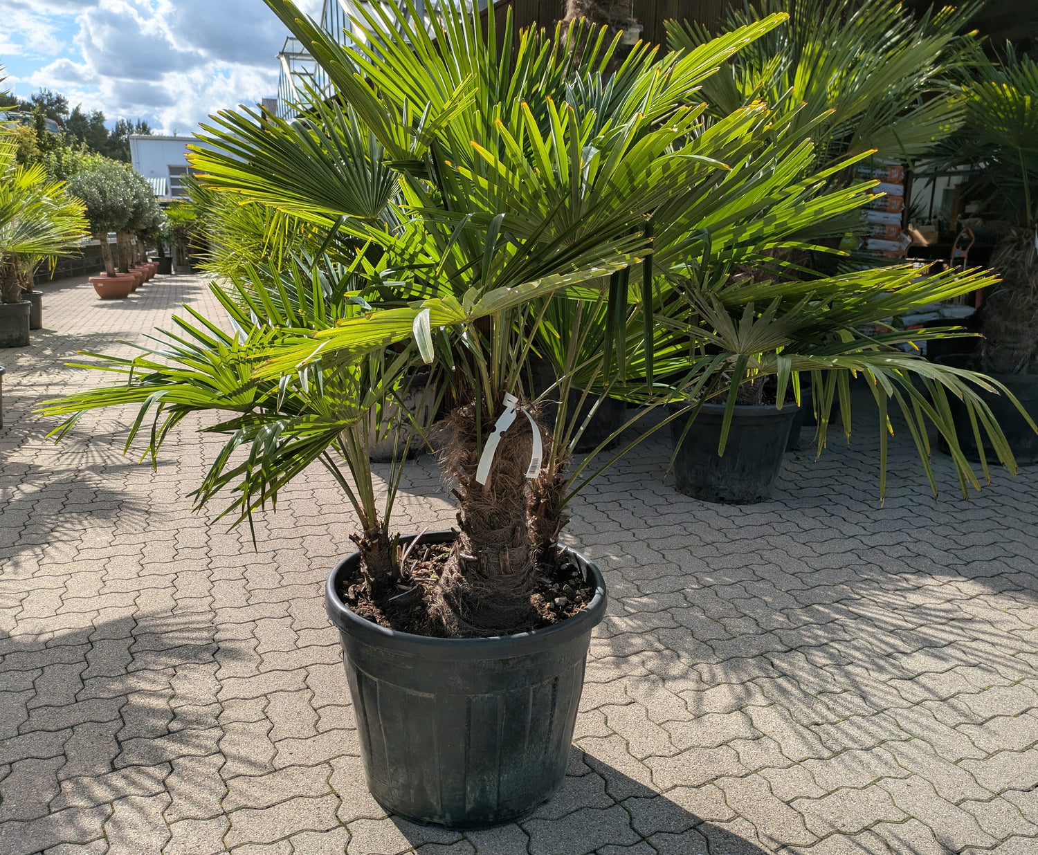3 stämmige Hanfpalme  im Toskanagarten