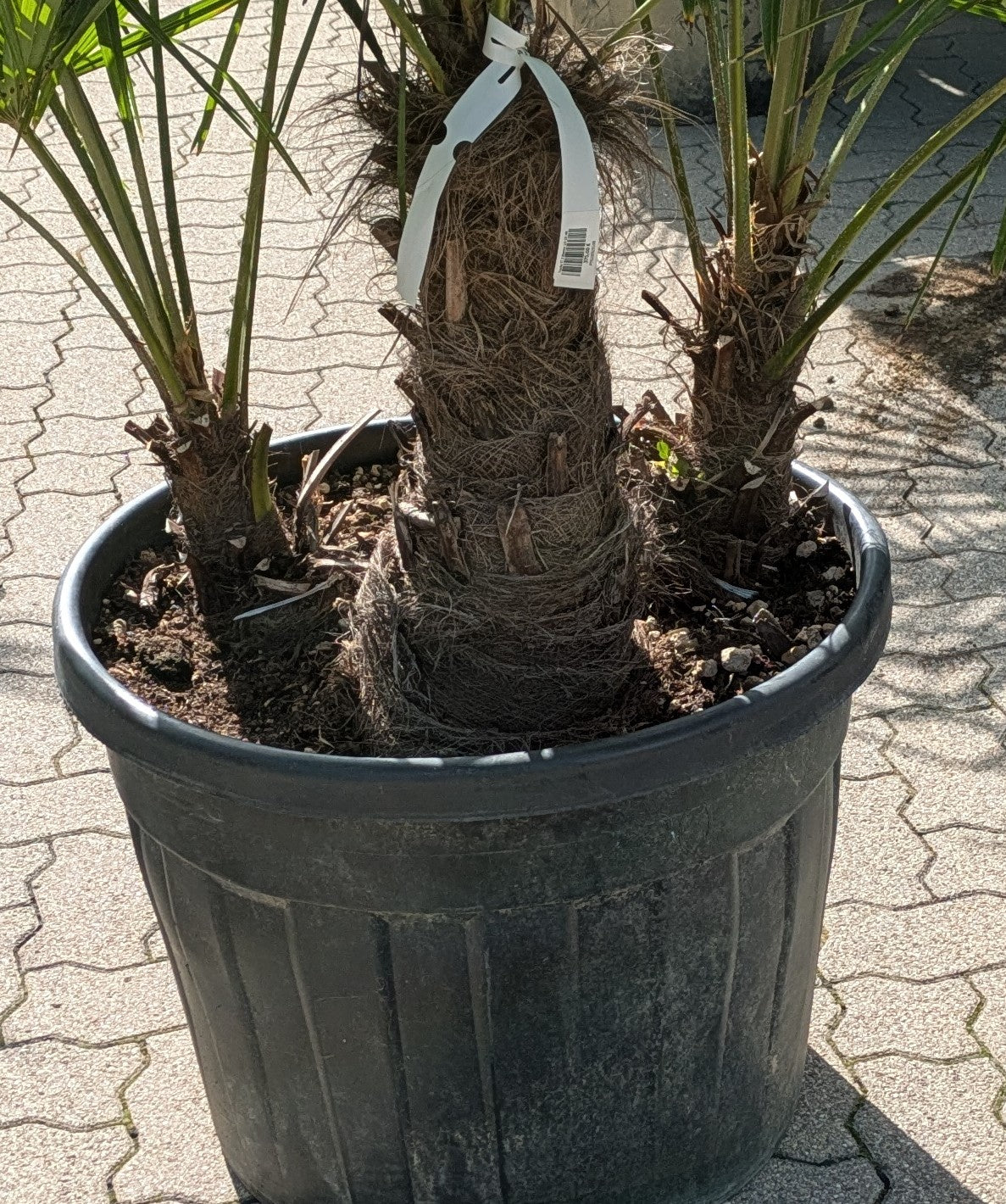 Stämme der 3 stämmige Hanfpalme  im Toskanagarten