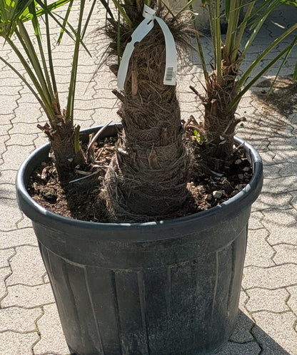 Stämme der 3 stämmige Hanfpalme  im Toskanagarten