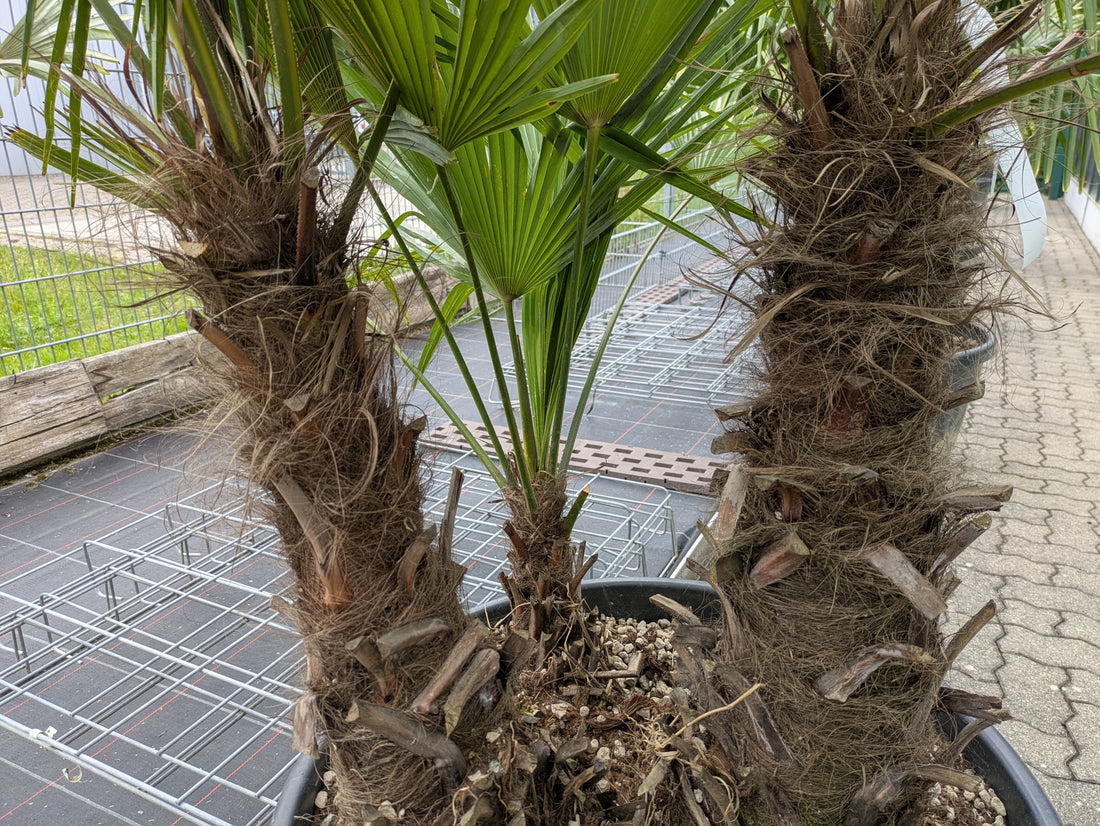 3 stämige Hanfpalme Stämme von unten
