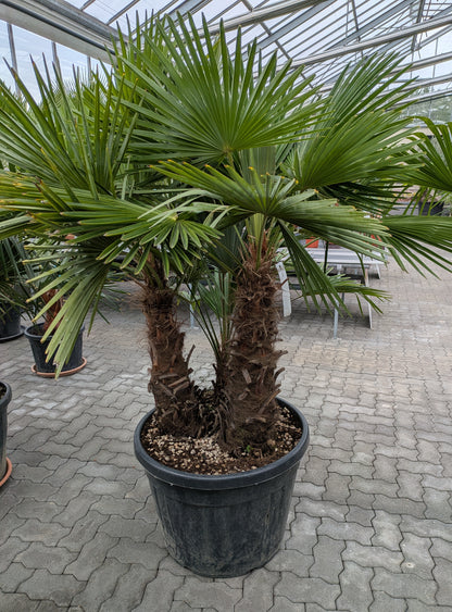 3 stämmige Hanfpalme 200cm Gärtnerei Scherer/ Toskanagarten