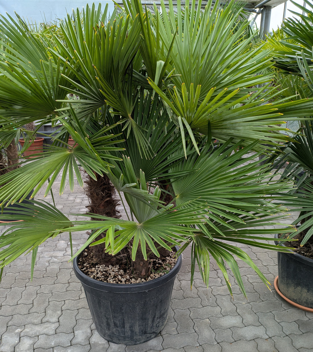 3 stämmige Hanfpalme 200cm