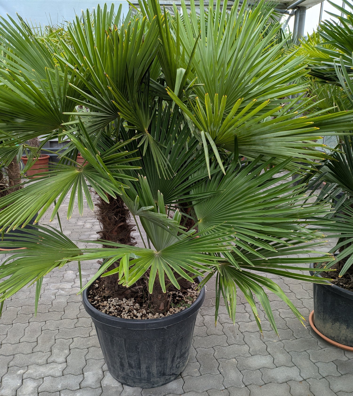 3 stämmige Hanfpalme 200cm