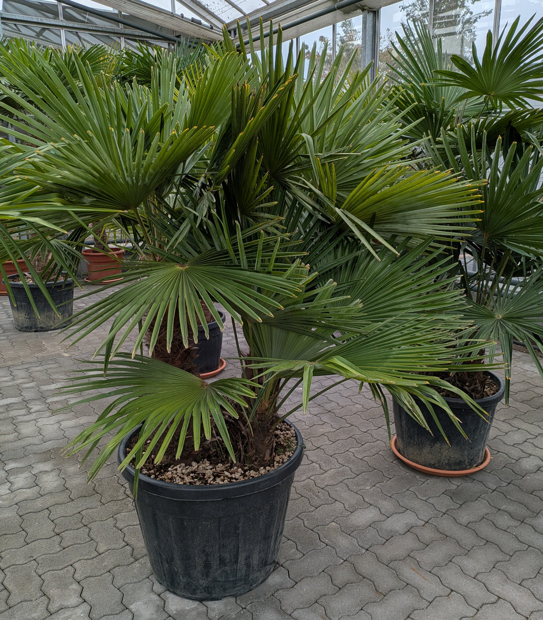 3 stämmige Hanfpalme 200cm im Toskanagarten