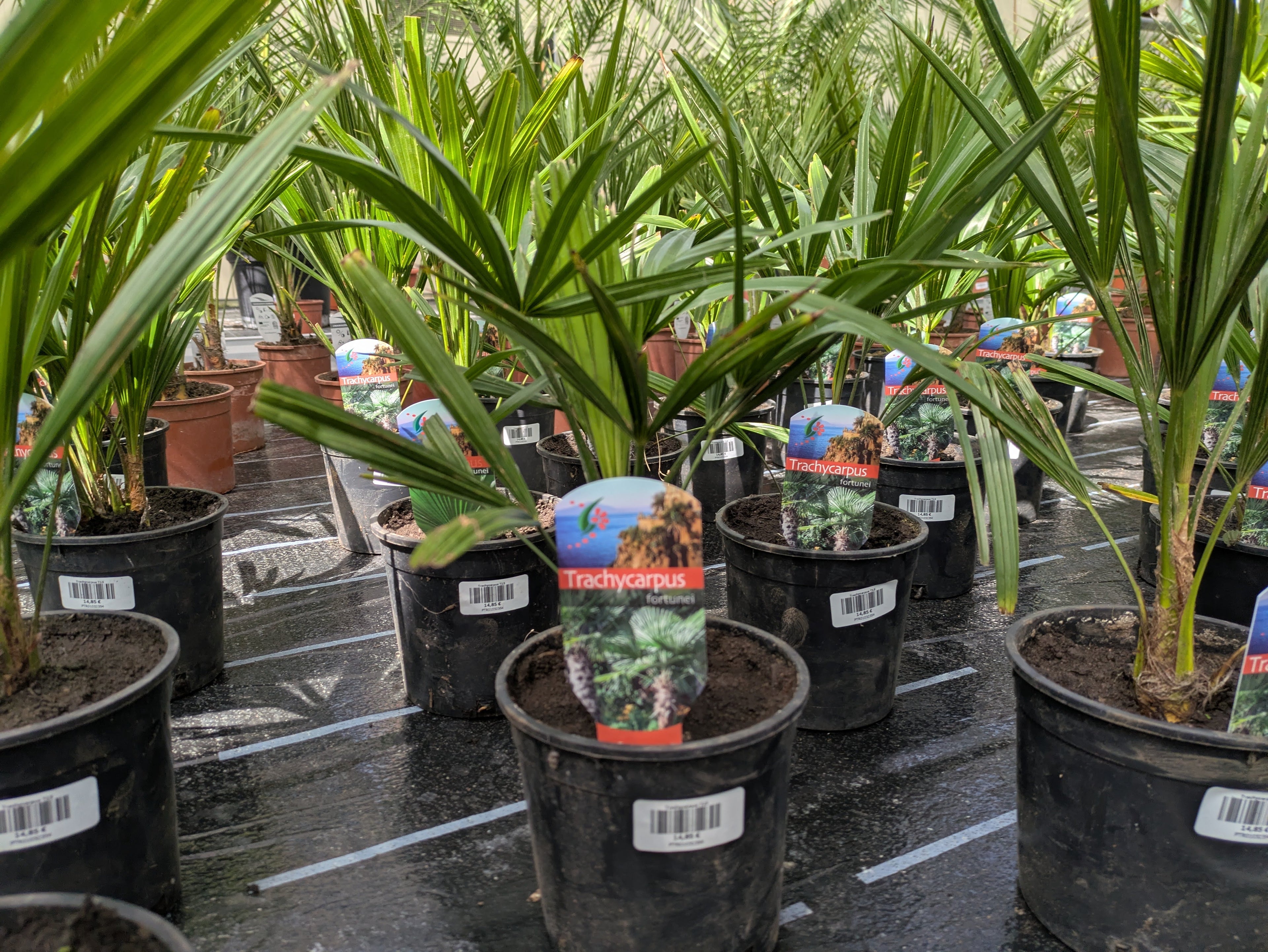 trachycarpus in der Gärtnerei Scherer