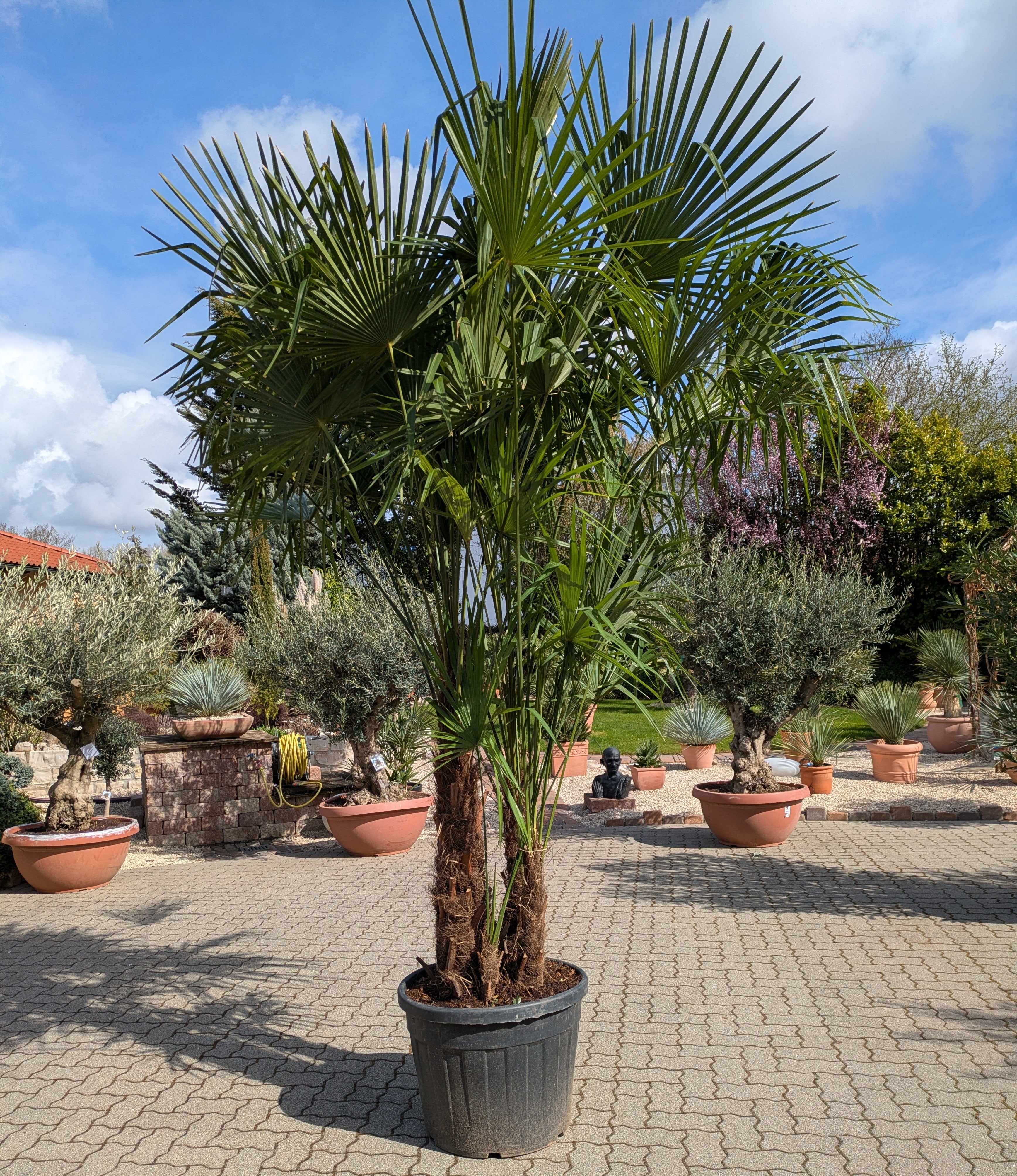 mehrstämmige Hanfpalme 350cm Höhe von der Gärtnerei Toskangarten