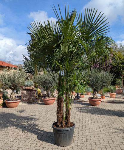 mehrstämmige Hanfpalme 350cm Höhe aus der Pfalz