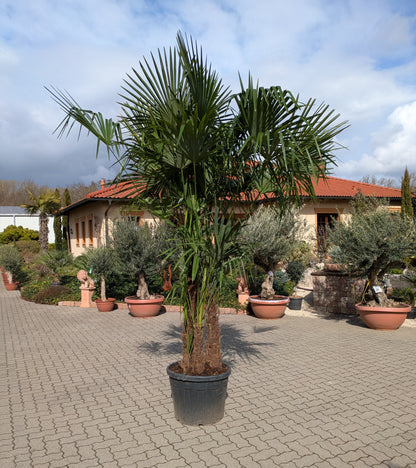 mehrstämmige Hanfpalme 350cm Höhe im Toskanagarten