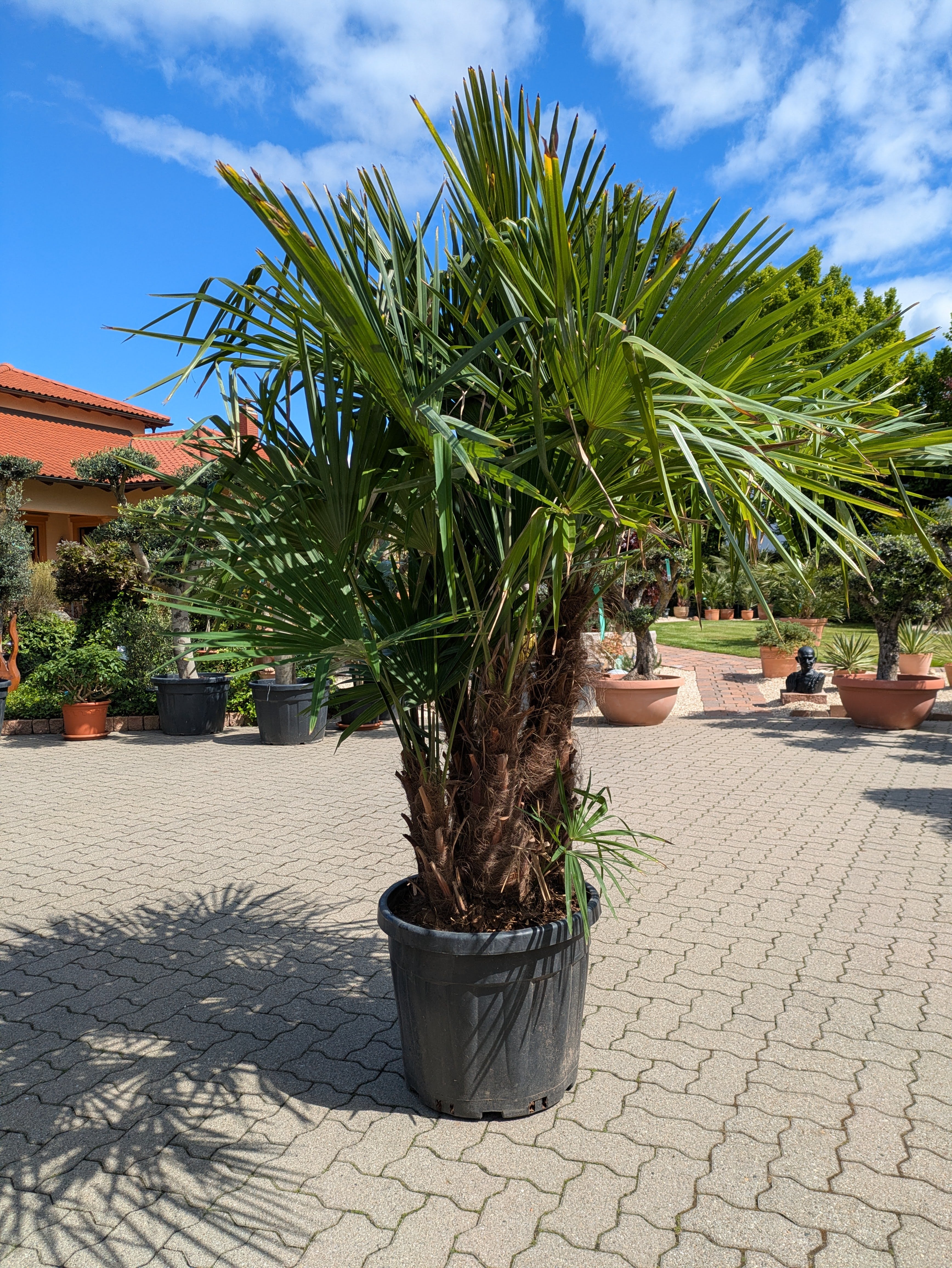 Hanfpalme  5 stämmig 225cm Höhe im Toskanagarten