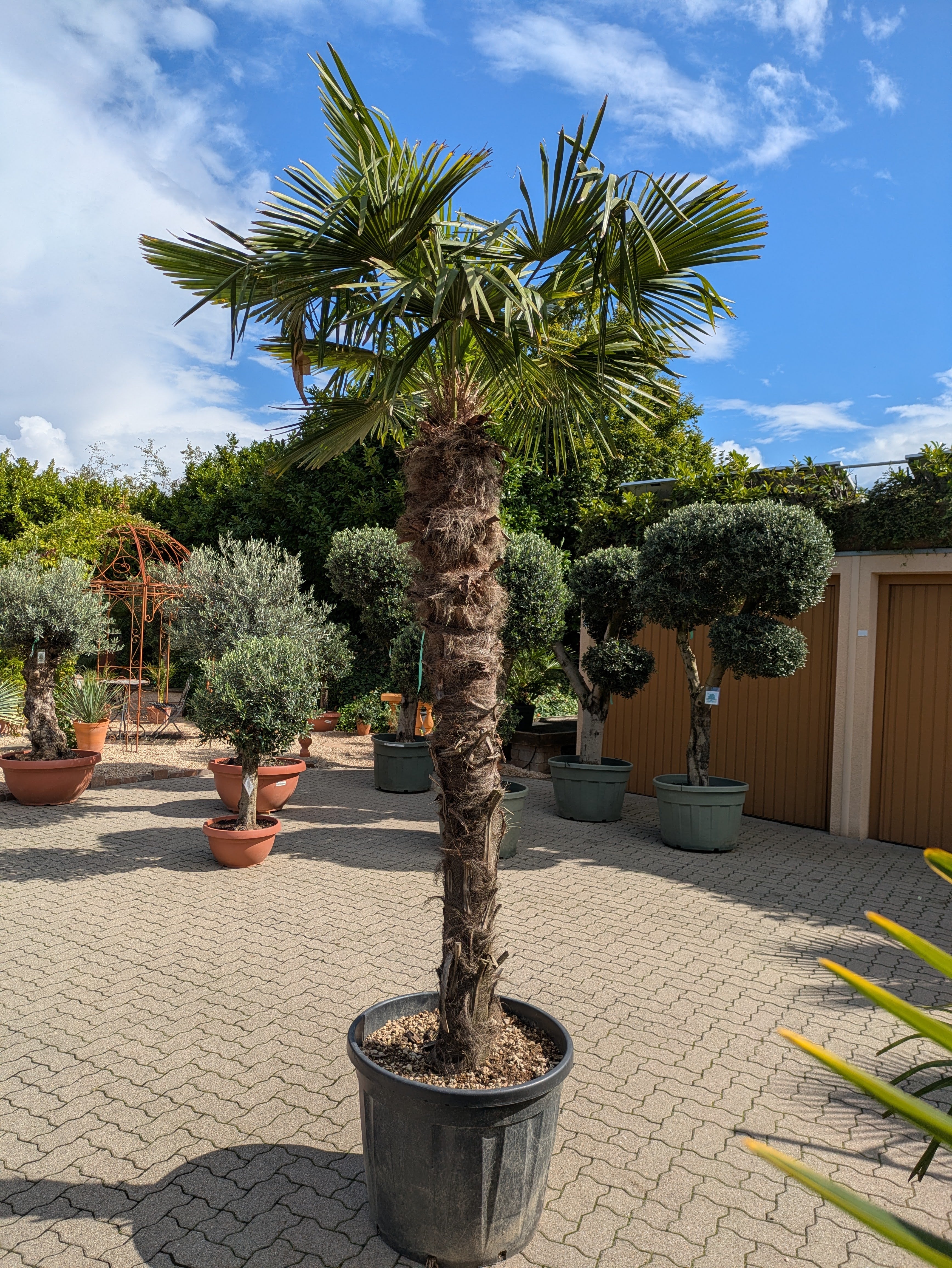 Hanfpalme xl 400cm höhe in der Gärtnerei Toskanagarten