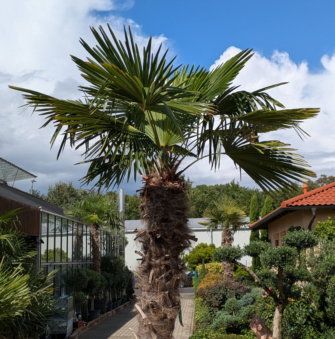 Hanfpalme xl 400cm höhe