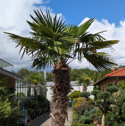 Hanfpalme xl 400cm höhe