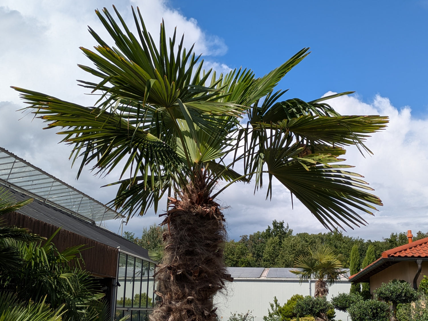 Krone der Hanfpalme xl 400cm höhe