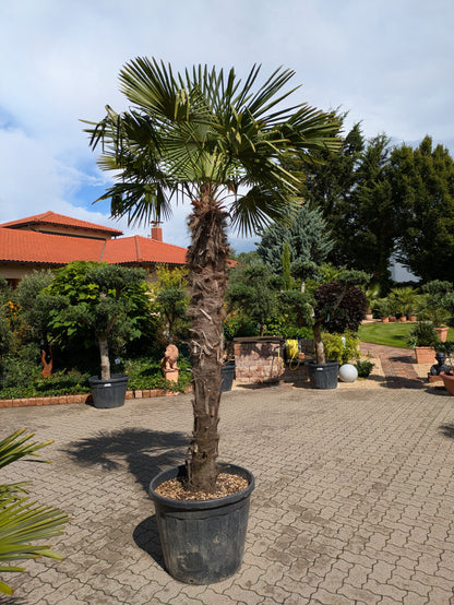 Hanfpalme xl 400cm höhe im Toskanagarten Lingenfeld
