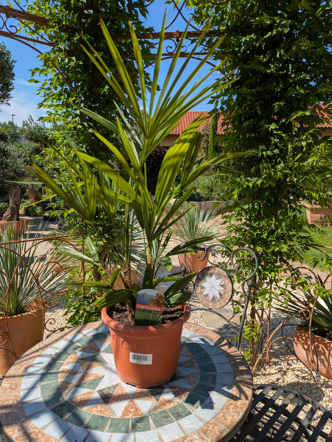 Trachycarpus fortunei auf einem Tisch im Toskanagarten