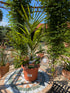 Trachycarpus fortunei auf einem Tisch im Toskanagarten