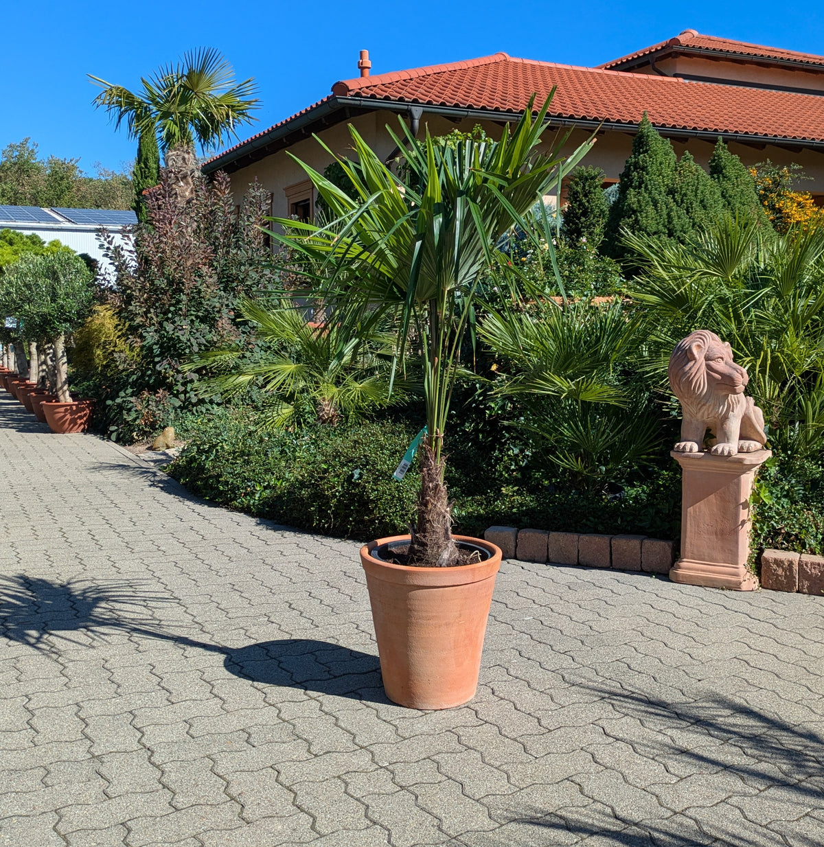 Hanfpalme 130 cm