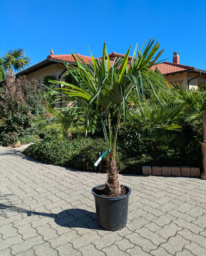 Hanfpalme 130 cm im Schaugarten Toskanagarten Lingenfeld