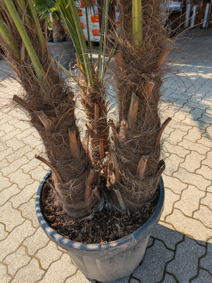 Hanfpalme 3 Stamm 250cm Stammansicht