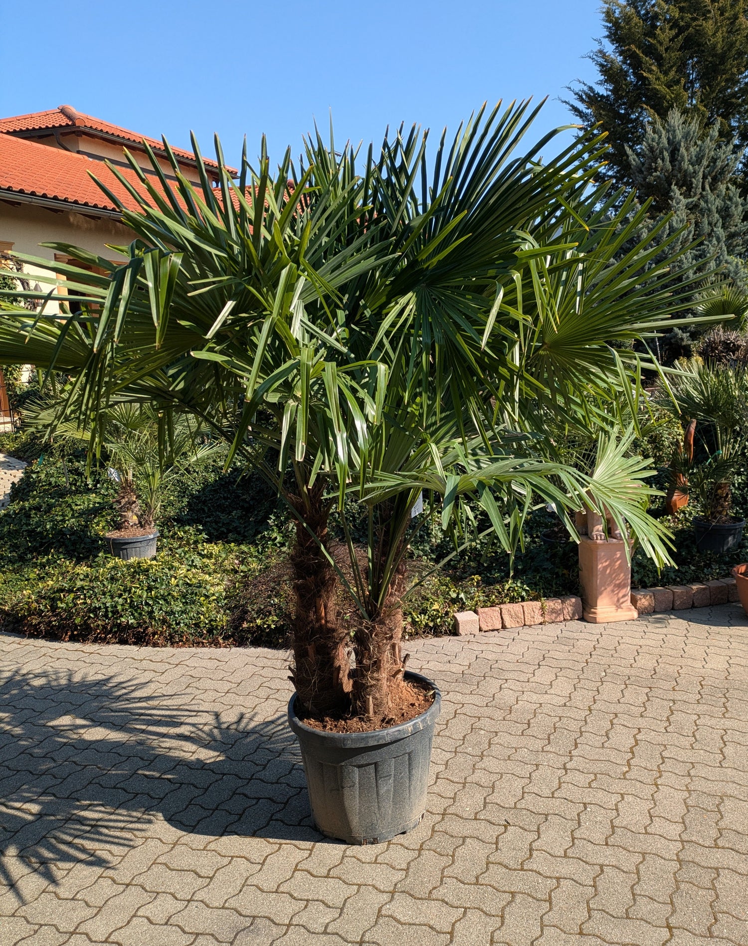 Hanfpalme 3 Stamm 250cm in Lingenfeld Gärtnerei Scherer