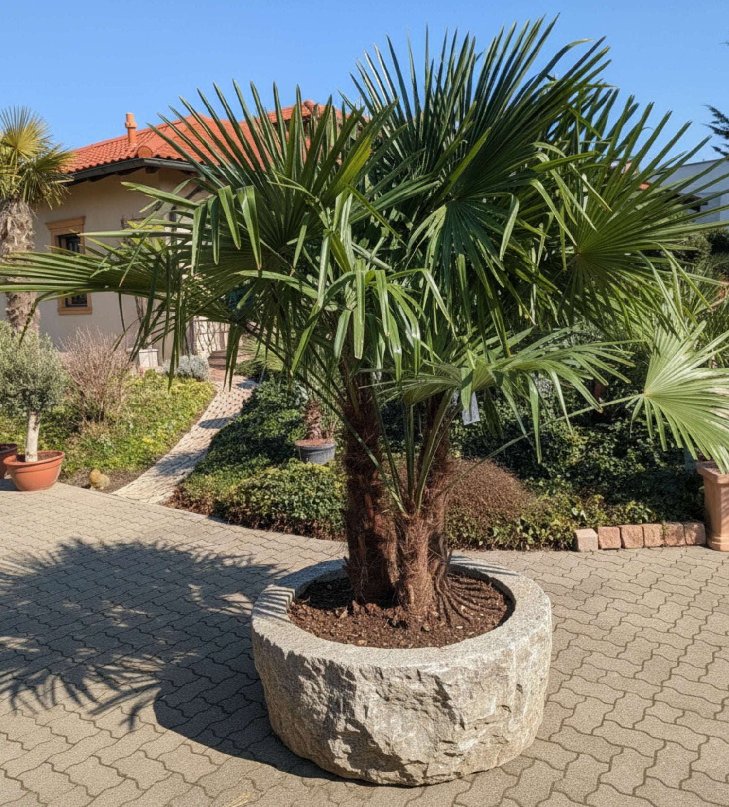 Hanfpalme multi im Steintopf