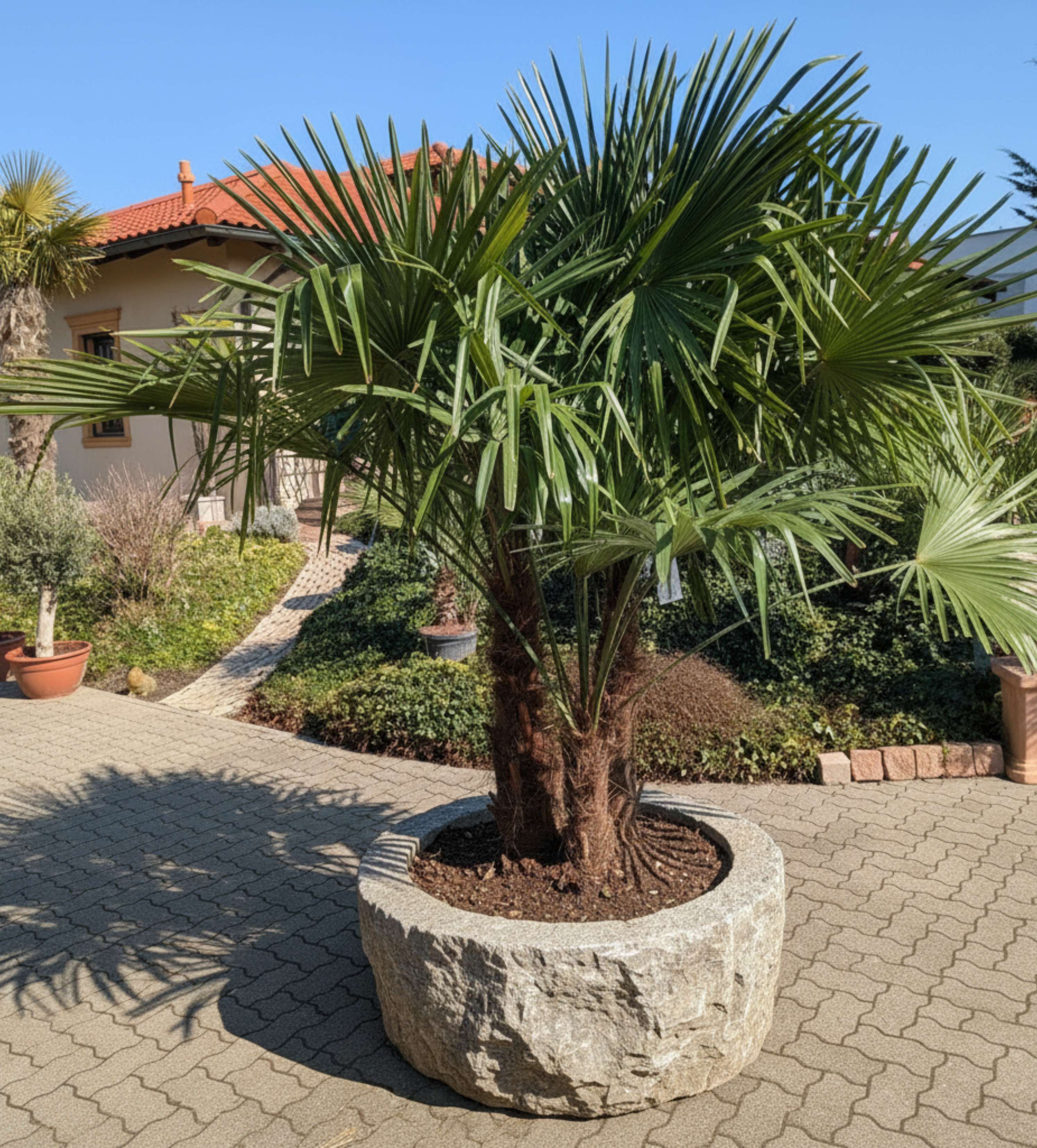 Hanfpalme multi im Steintopf