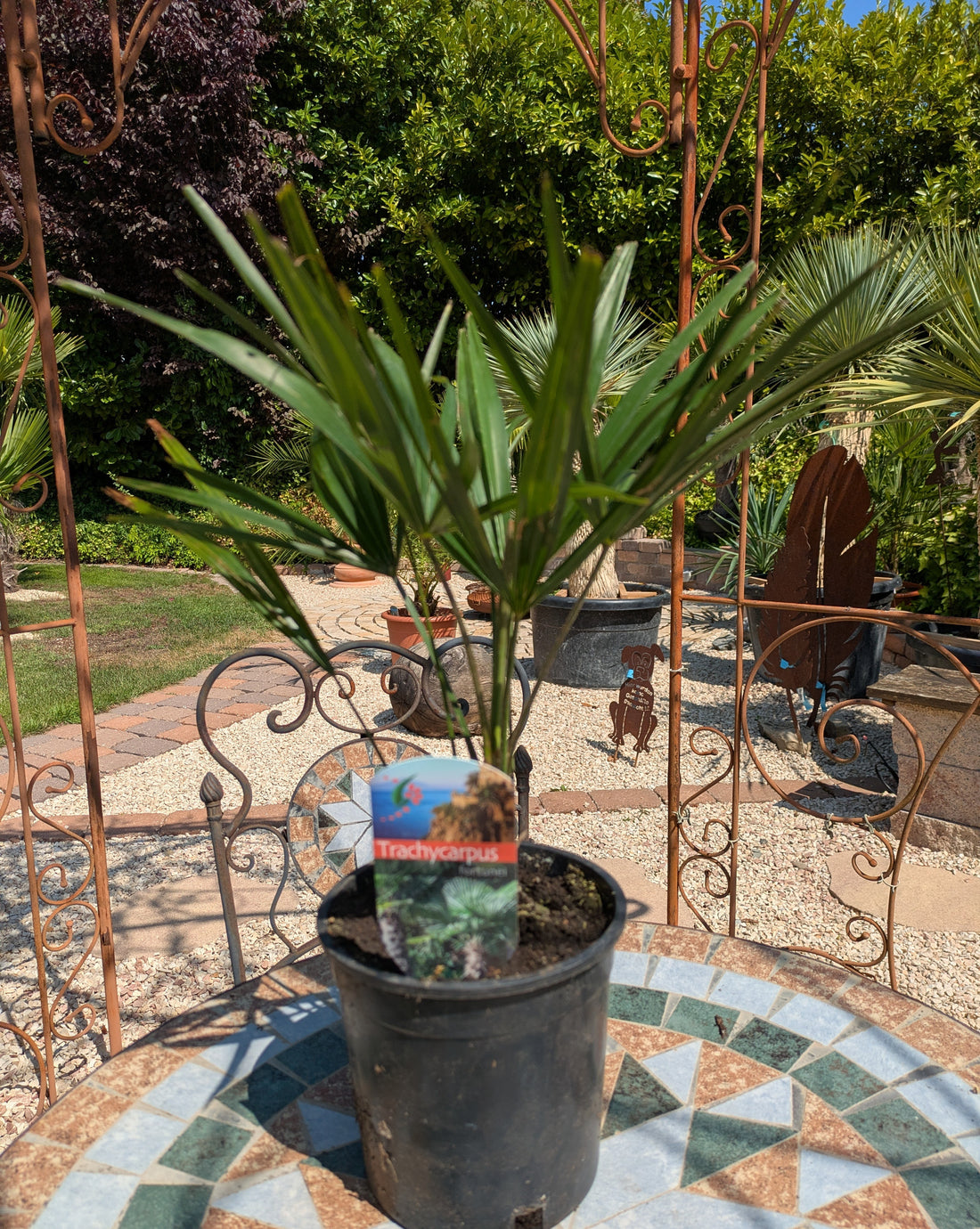 Hanfpalme 50 cm