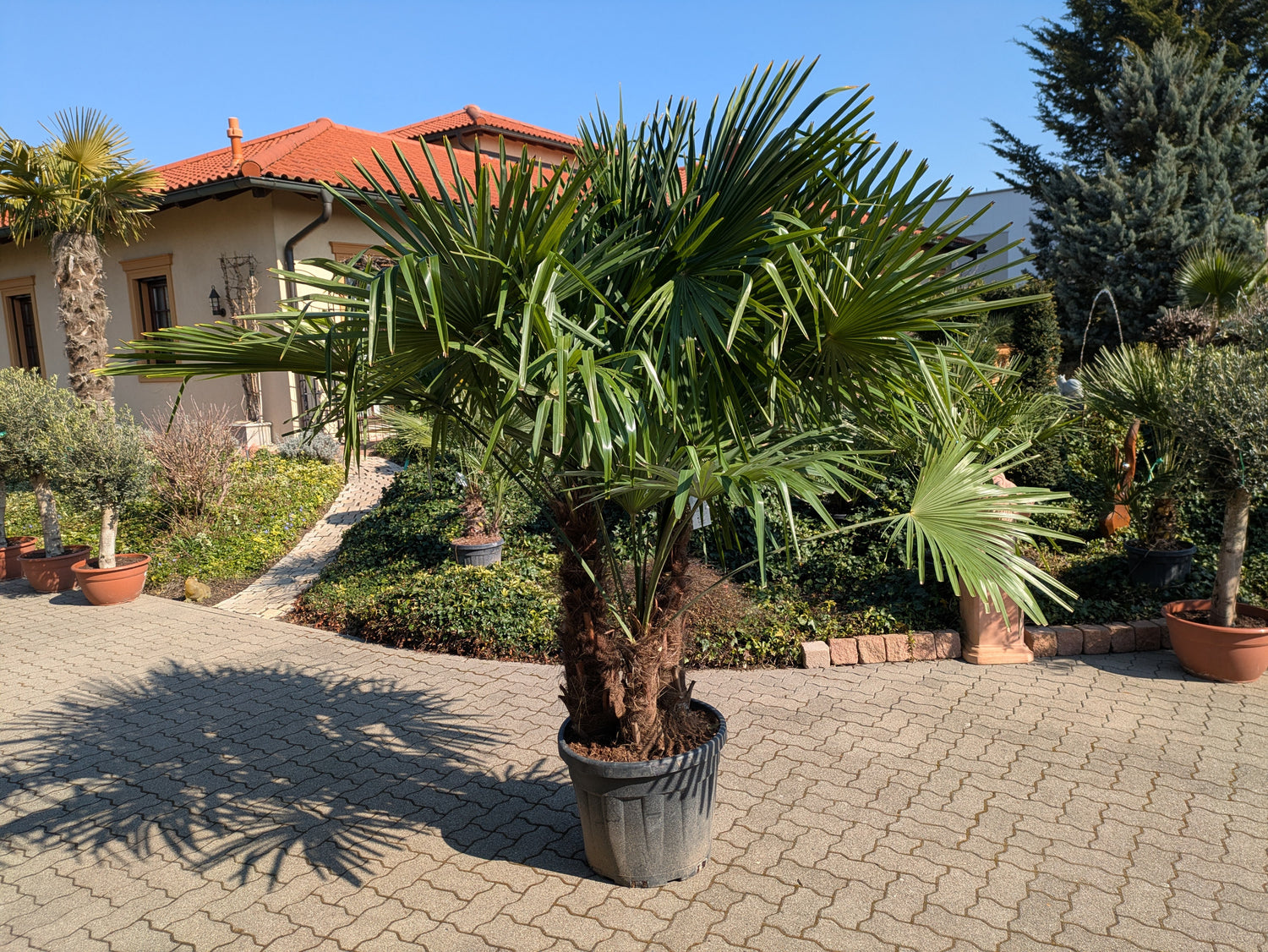 Hanfpalme 3 Stamm 250cm