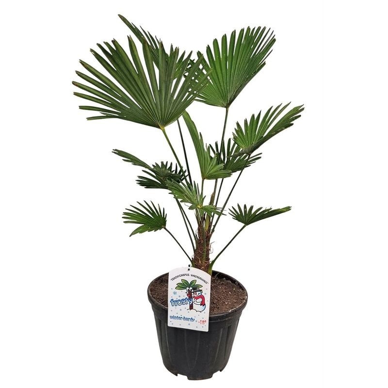 Hanfpalme wagneranus 