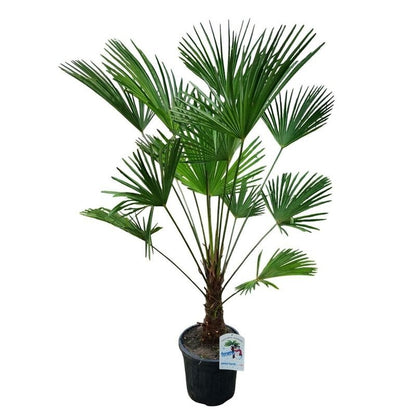 Trachycarpus wagnerianus 160cm