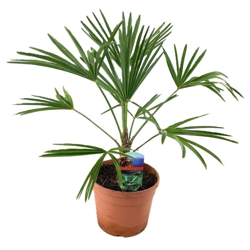 Trachycarpus wagnerianus 55cm