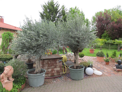 Olivenbaum ,Hojiblanca, 280cm , 85 Jahre alter Olivenbaum