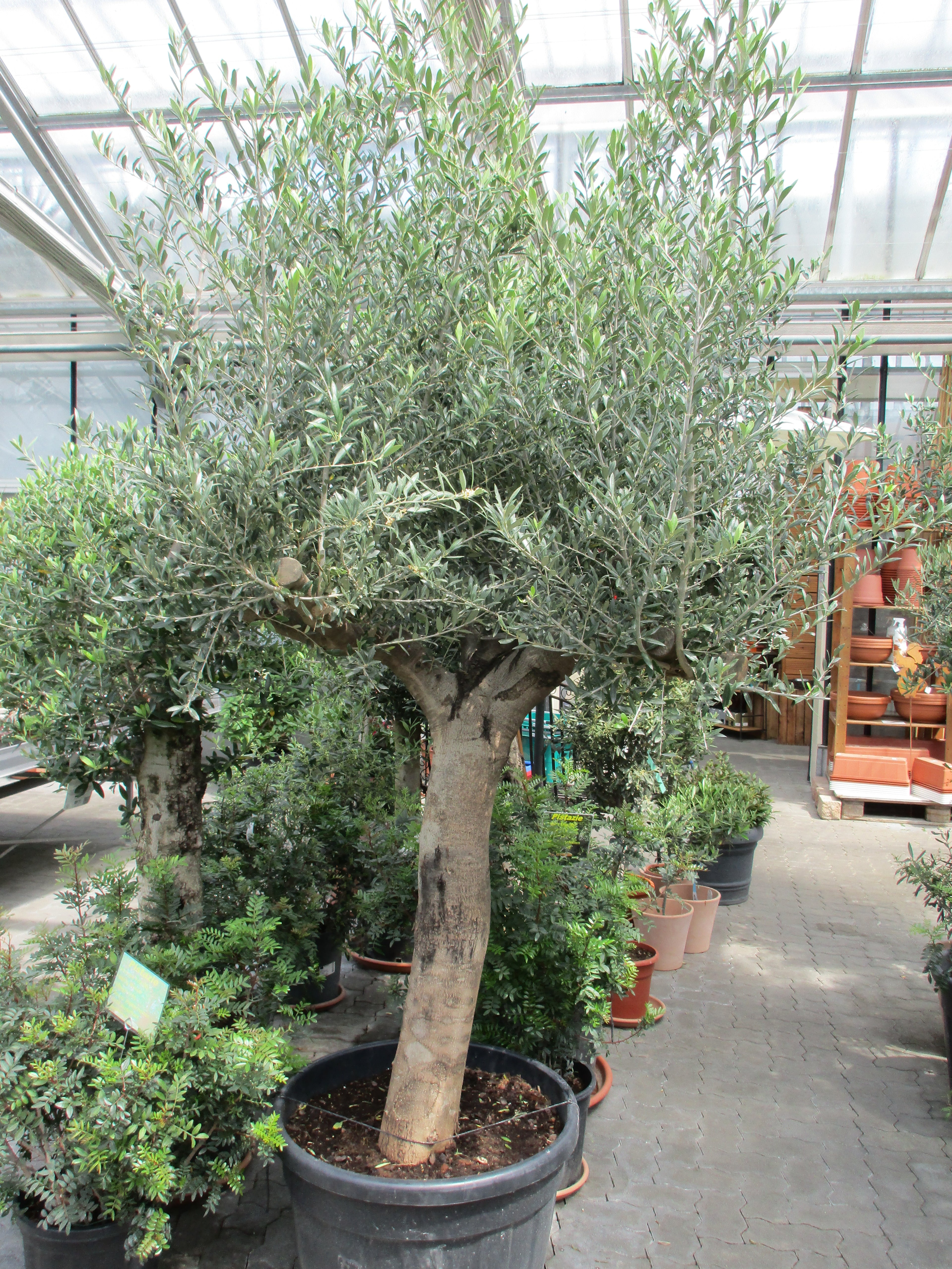 Olivenbaum , 85 Jahre, 300cm Höhe, verzweigte Krone
