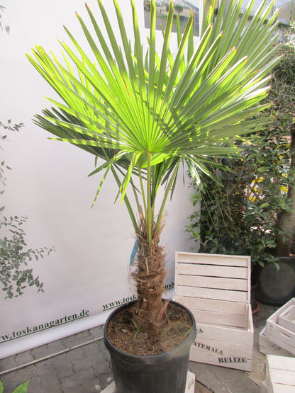 Hanfpalme, Trachycarpus 180 cm