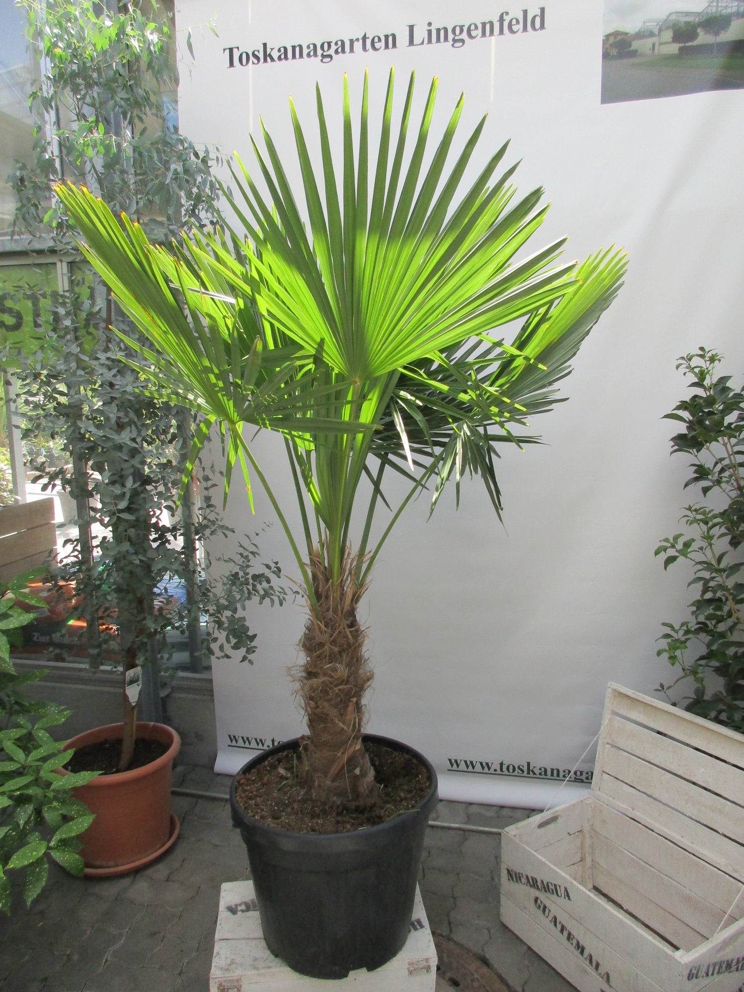 Hanfpalme, Trachycarpus 180 cm